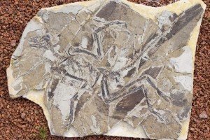 Вчені віднайшли спосіб дізнатися кольори пернатих динозаврів 