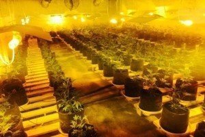 СБУ ліквідувала дві потужні нарколабораторії