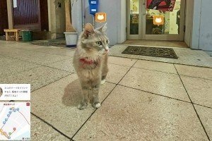 У Японії створили Google Street View для котів (фото)