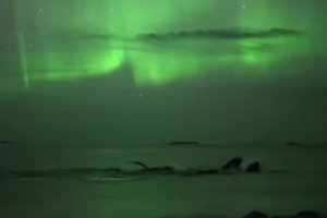 У Норвегії оператор оприлюднив дивовижне відео, на якому горбаті кити пливуть під північним сяйвом