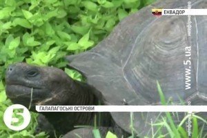 На Галапагосах знайшли новий вид гігантської черепахи