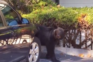 У США ведмідь заліз в авто (відео)