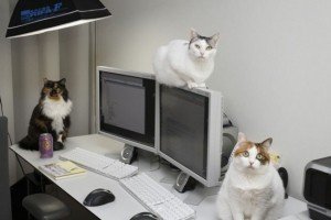 Японська фірма дозволила працівникам приносити в офіс домашніх котів