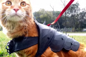 У США дизайнер роздрукував на 3D-принтері обладунки для кота (відео)