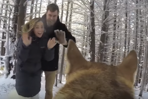 У США собака зняв на GoPro камеру весілля своїх господарів