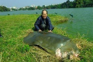 У В'єтнамі померла найстаріша у світі черепаха