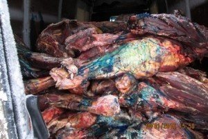 РФ продовжує війну з їжею: 5 тонн білоруського м'яса облили "зеленкою"