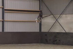 У Нідерландах поліцейські навчають орлів перехоплювати дрони