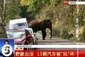 У Китаї слон затоптав 15 машин