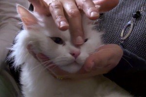 Кота, який згубився у Греції, повернули господарям-біженцям (відео)