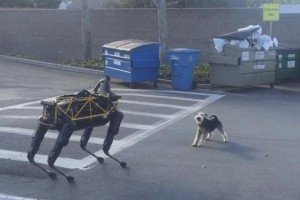 У мережі з'явилося відео, на якому чотирилапий робот розлютив своїм виглядом пса