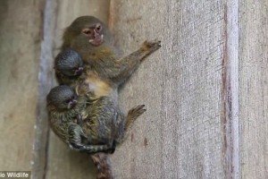 Кенія залишилась без електрики через проникнення мавпи на ГЕС