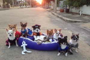 У Таїланді кіт взяв шефство над юрбою чихуахуа