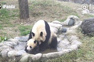 У мережі набирає популярності відео про панду-упертюха, що не хоче купатися