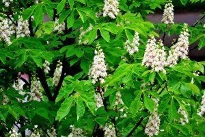 У Києві та Дніпрі вдруге цьогоріч зацвіли каштани