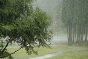 У Києві очікують грозу та поступове потепління