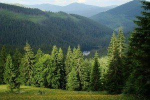 Как раз ехали на гору: в Карпатах перевернулся автобус – пятеро туристов пострадали