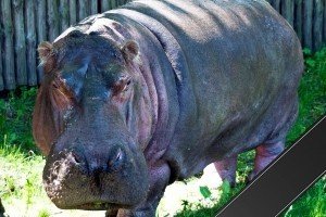 У київському зоопарку помер найстаріший бегемот світу 