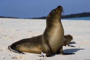 Євро-2016: морський лев із Кельна напророкував Україні перемогу над Німеччиною