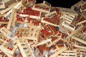 На Кубані бульдозером знищили 38 тонн української полуниці