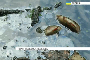 На Чернігівщині заборонили купатися та рибалити в одній з річок