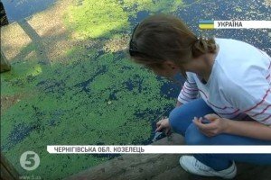  Перший заступник голови Держрибагентства: чому в українських річках гине риба