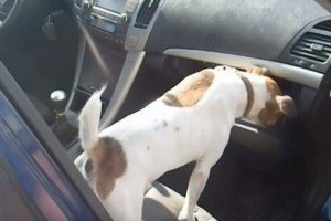 Службовий собака Спайк "зупинив" автівку з набоями, що прямувала з окупованого Криму