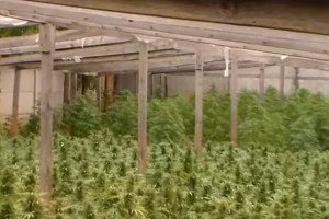 На Запоріжжі СБУ знищила плантацію елітної марихуани вартістю майже 1 млн євро