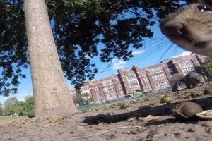 Користувачів мережі насмішила білка, яка вкрала залишену в парку камеру GoPro й зняла своє кіно