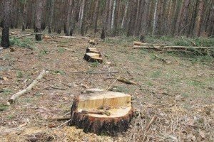 Через вирубування лісу в Україні червонокнижні тварини і рослини на межі вимирання – WWF