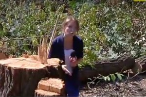 У столичному парку вирубали 40 соток дерев під АЗС