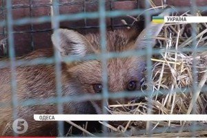 Поліцейські доставили збиту лисицю до Одеського зоопарку
