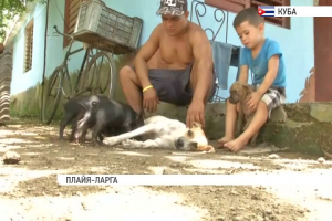 На Кубі собака став прийомною матір'ю для поросят