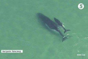 Користувачів мережі зворушило відео, на якому кита від неминучої смерті врятувало власне дитинча