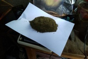 35 кг марихуани: На Одещині ДПСУ вилучила значну кількість наркотиків – відео