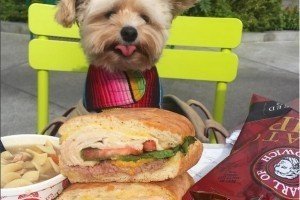 "Самотній та прожерливий": безхатній пес здивував соцмережі своїм апетитом