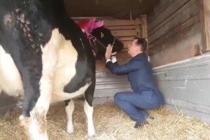 Ляшку до Дня народження подарували корову Смерічку &ndash; відео