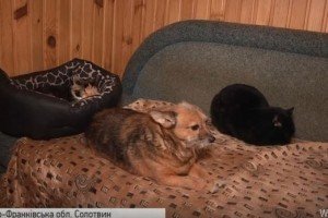 На Прикарпатті жінка дала дах над головою майже 70 котам та двом десяткам собак