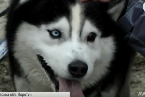 У Харкові влаштували перегони на собачих упряжках