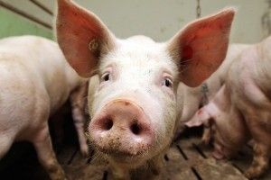 Африканська чума свиней поширилася на 20 областей України – Держспоживслужба