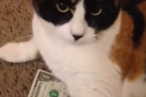 У мережі набирає популярності відео про кішку-скнару, що не віддає долар