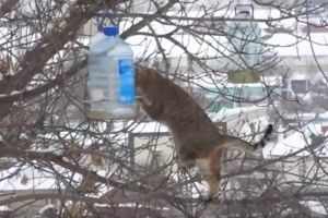 У мережі набирає популярності відео про кота-екстремала, що цупить сало з годівниці для пташок