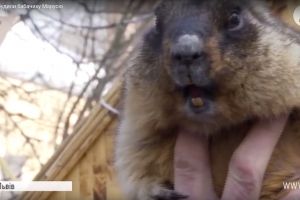 Шокуюча реакція бабака, якому не дали нормально виспатися &ndash; фотогалерея