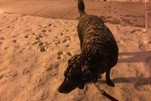 Нью-Йорк засипало снігом: на Штати обрушився найпотужніший березневий снігопад за понад століття