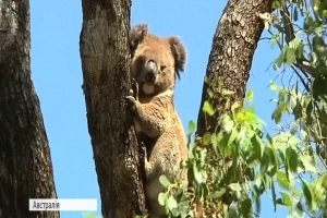 У Австралії коал спеціальними напувалками рятують від спраги 