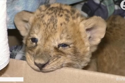 Левеня Сандра