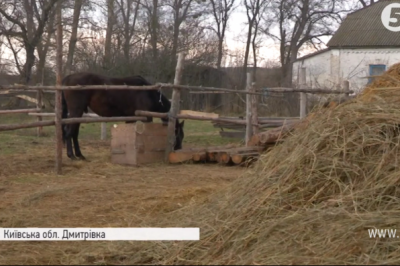 Центр реабілітації з кіньми
