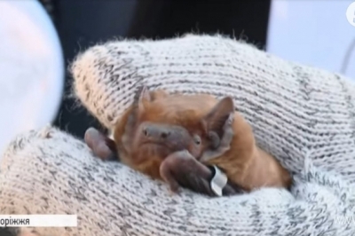 Кажан руда вечірниця