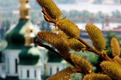 Вербна неділя, верба