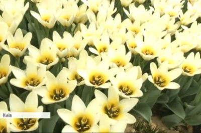 Тюльпани Співоче поле